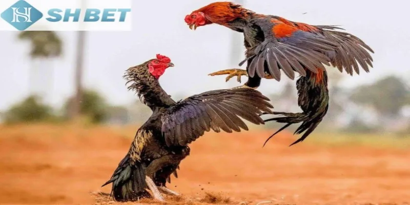 Làm theo hướng dẫn cách tham gia cá cược đá gà tại nền tảng online chuẩn