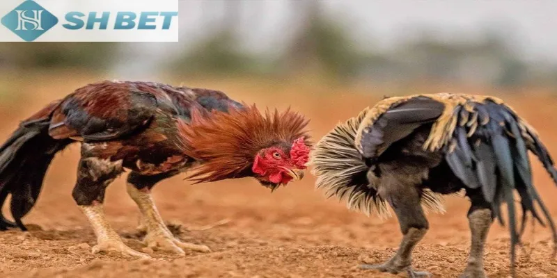 Đừng quên việc cập nhật mẹo chơi đá gà hiệu quả trên SHBET bất bại