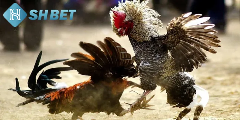 Luật lệ và quy định trong đá gà Philippines