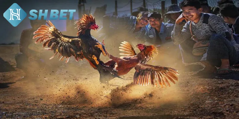 Chiến thuật hay để thắng lớn trong gà đá Philippines