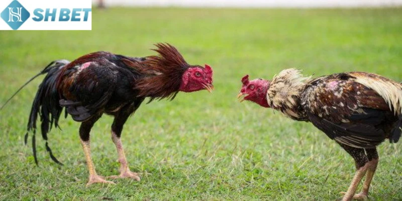 Loại đá gà Thomo trở nên đặc biệt đối với người chơi