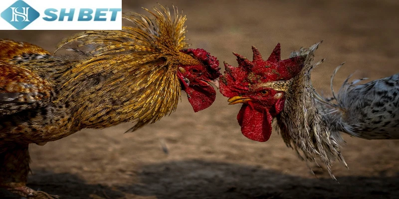 Shbet độc quyền và truyền hình trực tiếp chọi gà Thomo hấp dẫn nhất