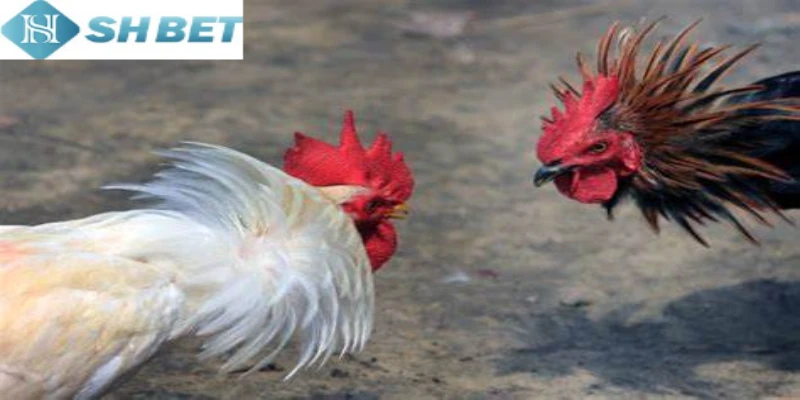 Đá gà tại thomo hơn cả một trận đấu chỉ có tại Shbet