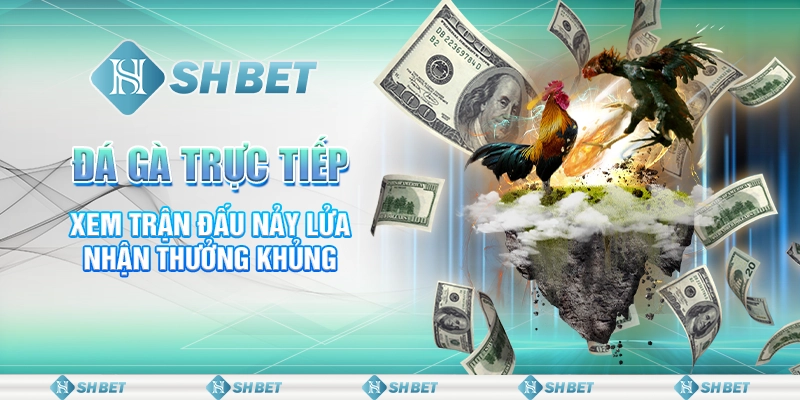 Đá Gà Trực Tiếp: Xem Trận Đấu Nảy Lửa Nhận Thưởng Khủng