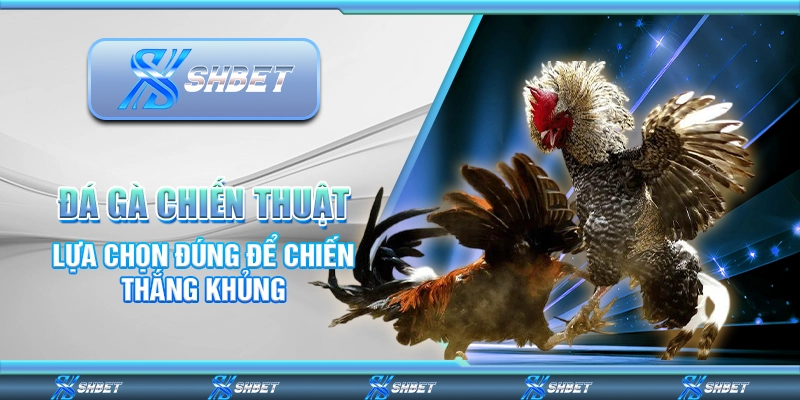 Đá Gà Chiến Thuật - Lựa Chọn Đúng Để Chiến Thắng Khủng