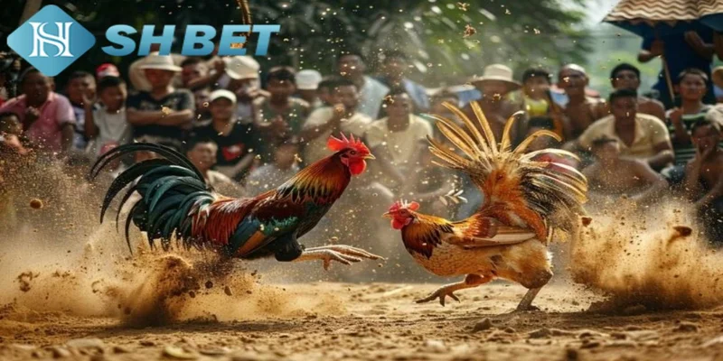 Tầm quan trọng của chiến thuật trong đá gà