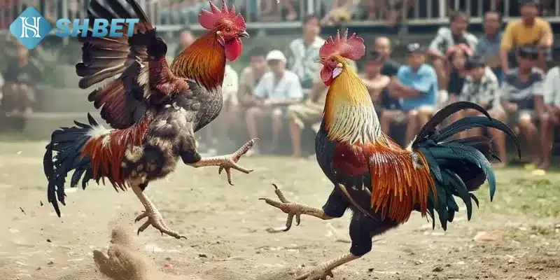 Đá gà hàng xáo: Khái niệm và nguồn gốc