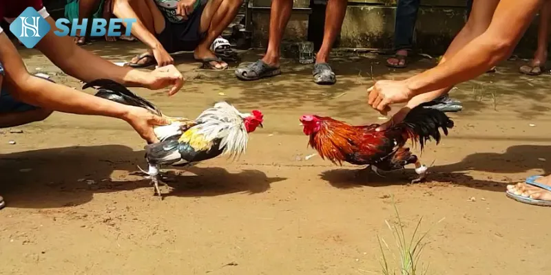 Các loại đá gà hàng xáo phổ biến hiện nay