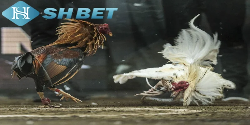 Những bí quyết để chiến thắng trong đá gà hàng xáo