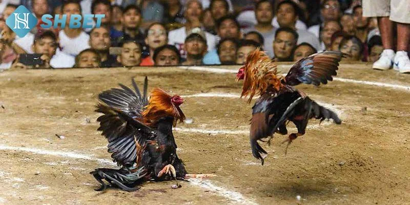 Đá gà trực tiếp: Khám phá thế giới đá gà online