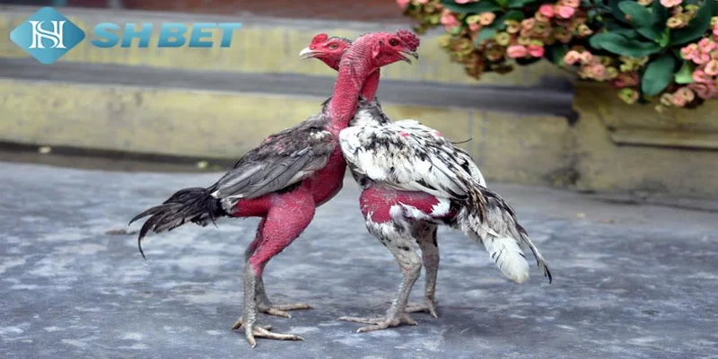 Các hình thức đá gà trực tiếp được nhiều người tìm hiểu hiện nay