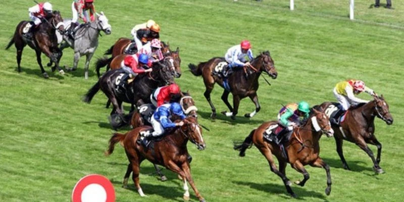 Tìm hiểu luật chơi cá cược đua ngựa cơ bản 