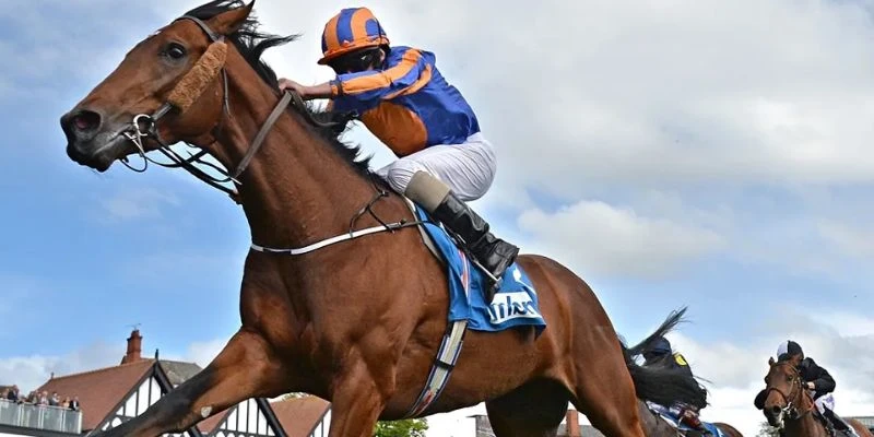 Các hình thức cược được ưa chuộng trong đua ngựa