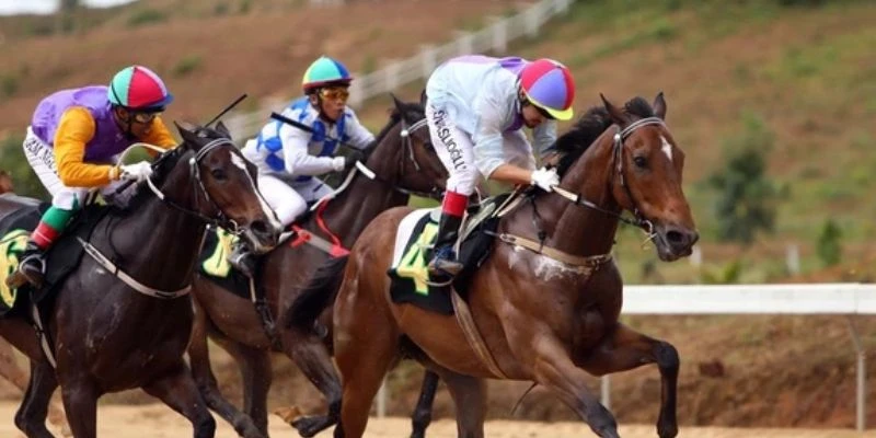 Mẹo đặt cược đua ngựa thắng đậm dễ dàng